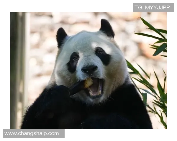 在赛场上绽放熊猫力量展现中国精神与团结奋进的魅力 在赛场上绽放熊猫力量展现中国精神与团结奋进的魅力