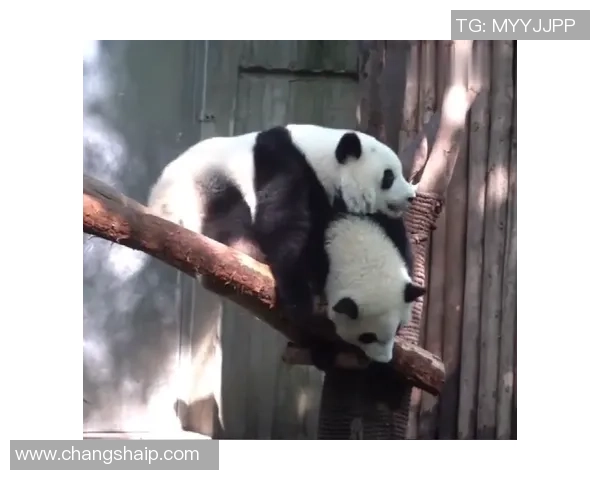 熊猫体育带你体验无处不在的活力生活,让运动成为每一天的精彩篇章 熊猫体育带你体验无处不在的活力生活,让运动成为每一天的精彩篇章